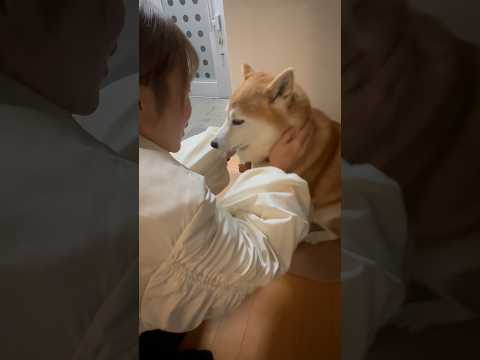 柴犬福 姉にダル絡みをされる鈴カステラボーイ🤣Sister and Shiba🤣姉と柴 shorts funny fu… サムネイル
