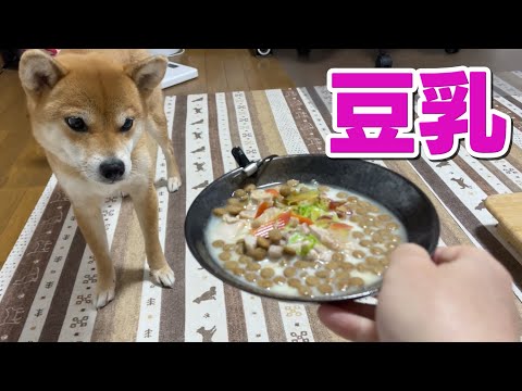 豆乳鍋風ご飯　ASMR　柴犬小夏　雪御所公園 サムネイル