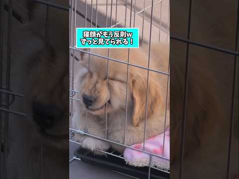 仕事で疲れた皆に贈る笑いと癒しのゴールデンパピー5選ww　ゴールデンレトリバー子犬 笑える 癒し ゴールデンレトリバー… サムネイル