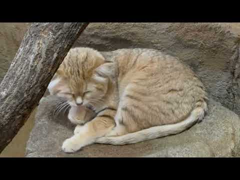 ムスタくん起きた⁈  スナネコ　　埼玉県こども動物自然公園にて　2026年3月6日 サムネイル