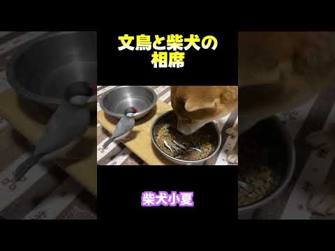 文鳥と相席 神戸 柴犬 shiba shibainu サムネイル