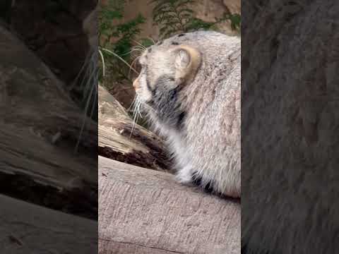 shorts もふもふナゴムくん☺️ マヌルネコ　那須どうぶつ王国にて　2026年1月2日 サムネイル