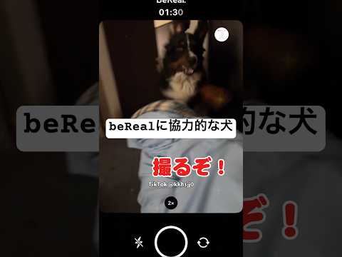 beReal撮影に協力的すぎる犬　犬　バーニーズマウンテンドッグ 大型犬　犬のいる暮らし bereal サムネイル