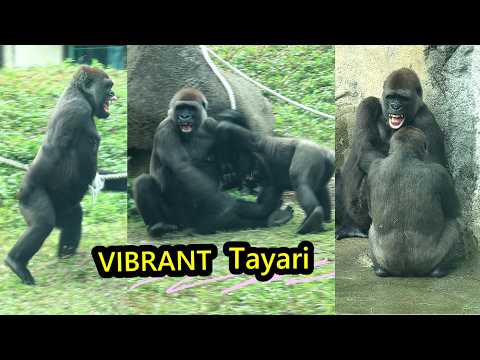 Vibrant Gorilla Tayari super fun playing with Jabali,Ringo金… サムネイル