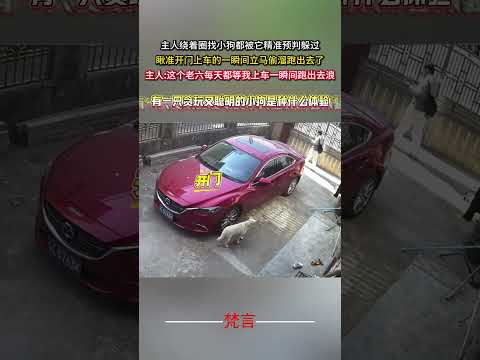 主人繞著圈找小狗都被它精準預判躲過 瞅準開門上車的一瞬間立刻偷偷跑出去了 意外 有趣 狗狗 搞笑 萌寵 dog ama… サムネイル