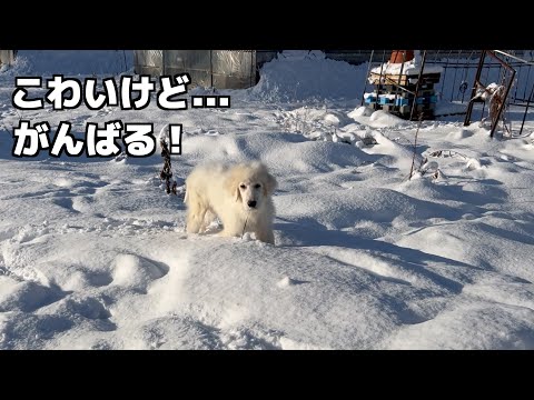 こわくても...豆きち２回目の散歩 サムネイル