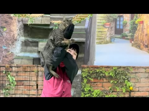 ネネく〜ん！！本日一発目のキャッツ始め！なかなか見れない猫によるショー ザ・キャッツ　那須どうぶつ王国にて　2026年… サムネイル