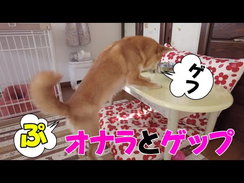 【お恥ずかしい💦】オナラとゲップ一緒に出ちゃった！柴犬小夏 サムネイル