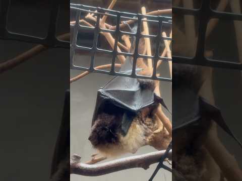 shorts  オリイオオコウモリさんの〜寝顔？　上野動物園にて　2026年2月6日 サムネイル