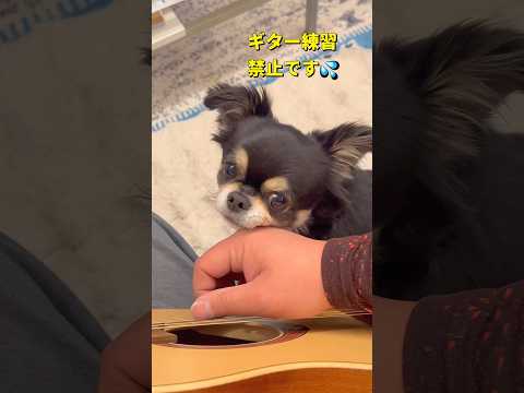 OGのギター練習を邪魔するチビと観客ポン😂柴犬 チワワ shorts サムネイル