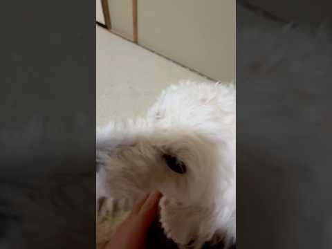 shorts ベタベタしたいタローちゃん　トイプードル　2026年1月12日 サムネイル