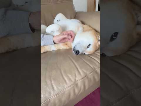 柴犬福 おばあさんの横でへそ天柴犬🤩Grandma and Shiba🤣shorts funny funnydog 柴… サムネイル