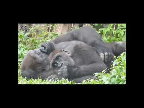 nap.gorilla Tayari 13y3m old mom & son Jabali 3y5m old. sho… サムネイル