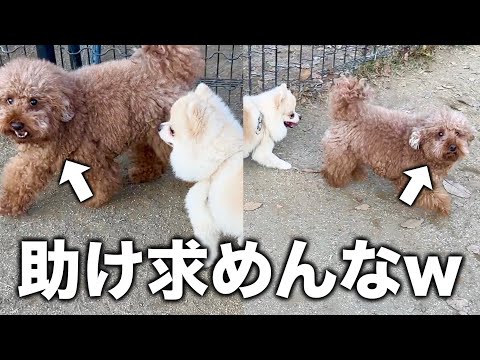 4年ぶりのドッグランでずっとポメちゃんにストーカーされて満足に遊べなかった犬。【トイプードル】 サムネイル