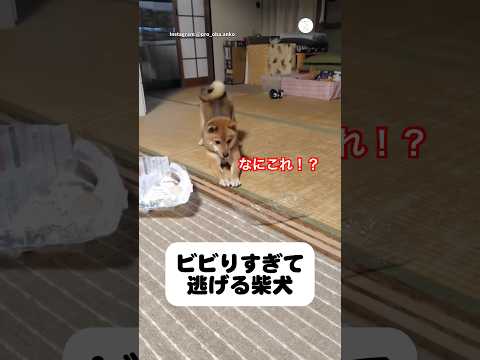 お菓子トレーにビビる柴犬　　柴犬　豆柴　犬　かわいい　面白い サムネイル