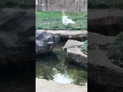 shorts アザリーがいた頃のホッキョクオオカミファミリー　那須どうぶつ王国　2024年11月9日  IMG 0140 サムネイル