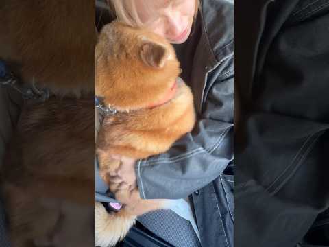 柴犬福 姉に姉ルギーをショックがられる柴犬🤣Sis and Shiba🤣姉と柴 shorts funny 柴犬 shi… サムネイル