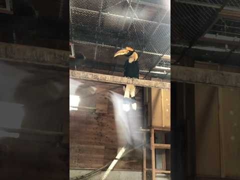 shorts オオサイチョウ　埼玉県こども動物自然公園 サムネイル