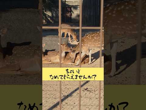 ちょいと舐めてもらえませんか？ 東武動物公園 癒し 動物 かわいい アクシスジカ サムネイル