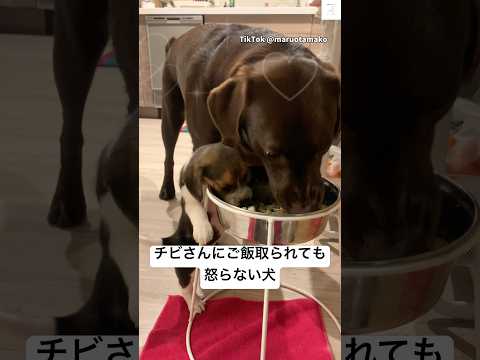 ご飯取られても怒らない大型犬　ラブラドールレトリバー 大型犬　ビーグル　子犬　かわいい犬 サムネイル