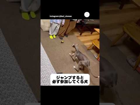 ジャンプすると一緒に跳ねる犬　イタグレ　犬　犬のいる暮らし 面白い　いぬ サムネイル