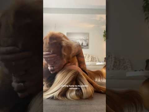 coming home to my golden retriever🥵 goldenretreiver dog ind… サムネイル