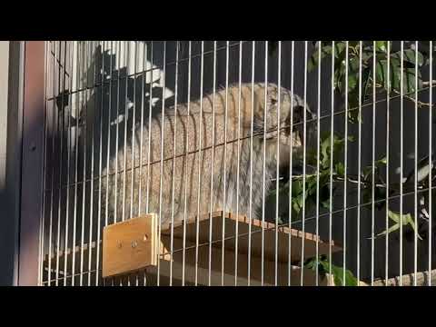 おはよう！　マヌルネコのこども　東山動植物園にて　2025年12月12日 サムネイル