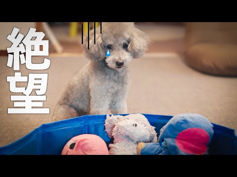 大切なおもちゃを洗濯されて絶望するトイプードルが人間すぎる サムネイル