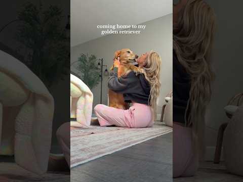 coming home to my golden retriever🥵goldenretreivers dog pup… サムネイル