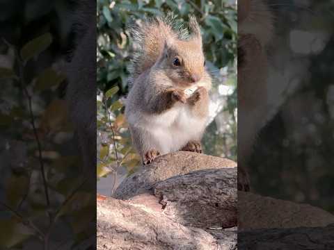 shorts モグモグ　ニホンリス　神戸どうぶつ王国　2025年12月29日 サムネイル