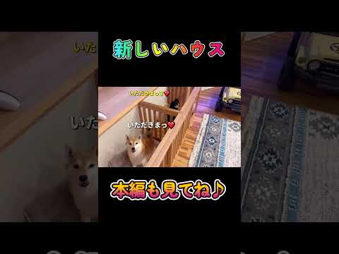新しいハウス♪柴犬 チワワ shorts サムネイル