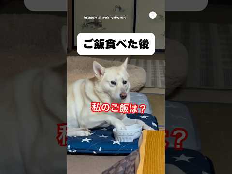 まだ食べたい…ご飯を食べたあとも要求が止まらない保護犬　保護犬　犬　いぬ　かわいい犬 犬のいる暮らし サムネイル