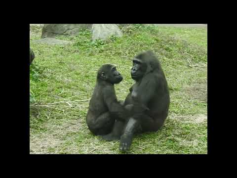gorilla Iriki 15y1m old mom & son Ringo 4y8m old shorts. Br… サムネイル