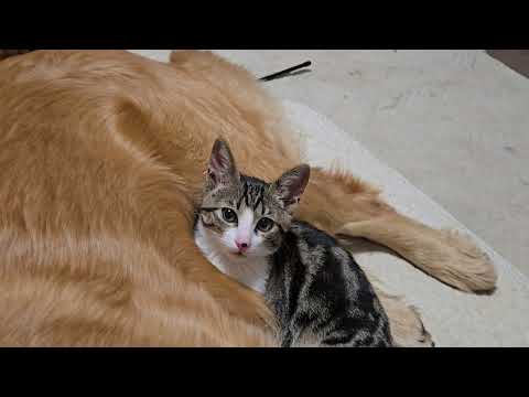２歳のゴールデンレトリバーにくっついて寝るつもりの生後３か月の子猫 cat ゴールデンレトリバー 大型犬のいる生活 猫… サムネイル