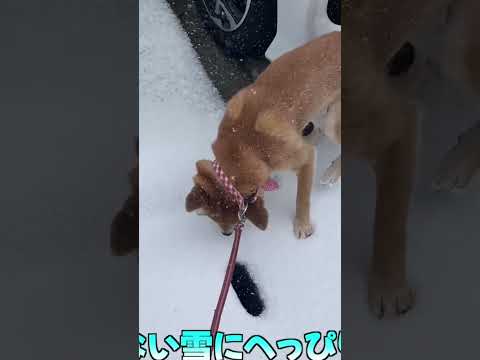 柴犬小夏　なれない雪にへっぴり後子 神戸 柴犬 shiba サムネイル