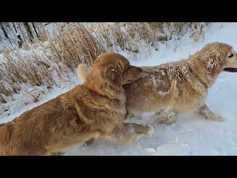田んぼが雪原、遊んでくれる人は知ってるゴールデンレトリバーの親子 サムネイル