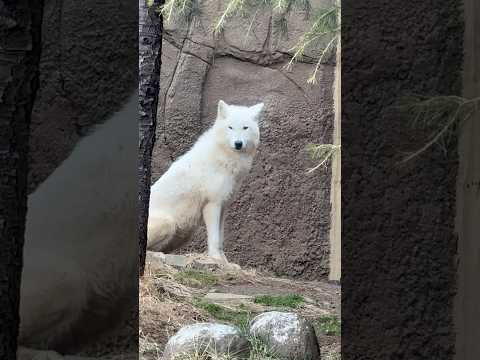 shorts 飼育員さんがお部屋のお掃除中カナ？☺️   ホッキョクオオカミの燦那(サンナ)ちゃん　那須どうぶつ王国に… サムネイル
