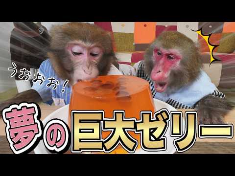 お猿さんと巨大ゼリーを作る！楽しそうで最高の反応だった！ サムネイル