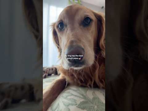 coming home to my golden retriever🥵goldenretreivers dog pup… サムネイル