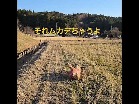 手術後なんて気にしない？　自由運動でご機嫌なゴールデンレトリバー８歳 2026年1月12日 ゴールデンレトリバー クレ… サムネイル