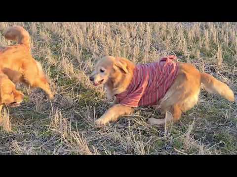 ボクシングは１ラウンド３分間。ゴールデンレトリバーのワンプロ１ラウンド８分間？ サムネイル