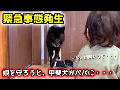 【緊急事態発生】娘を守ろうと、パパに立ち向かう甲斐犬 サムネイル