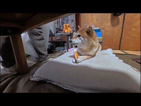 ボーナスで遊びまくるココさん サムネイル