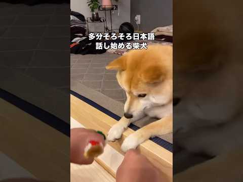 どっちだゲームしてからお手を促したらめちゃくちゃ嫌そうな声出されたw 柴犬  柴犬のいる暮らし 日本犬 赤柴 サムネイル