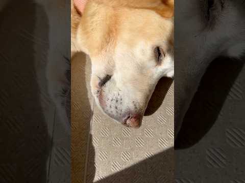 #shorts リラックス　ラブラドールレトリバーのダイチくん　那須どうぶつ王国　2025年11月30日 サムネイル