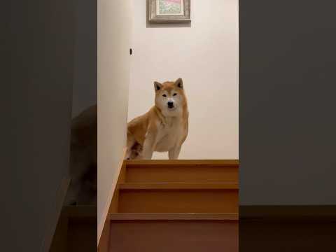 柴犬福 今年も兄の出迎えは微動だにしない柴犬🤣Brother and Shiba🤣shorts funny funny… サムネイル