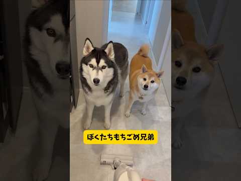 ママの事を監視する柴犬とハスキー…その理由とは？？柴犬シベリアンハスキー 東芝＃TOSHIBA＃掃除機＃コードレス掃除… サムネイル