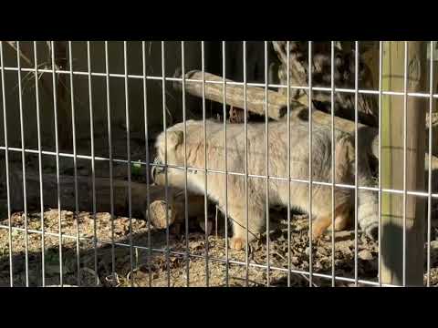 エルくん 用を足した後は隠す☺️ マヌルネコ　東山動植物園にて　2025年12月12日 サムネイル