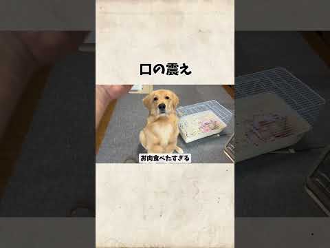 口の震えgoldenretriever ゴールデンレトリバー サムネイル