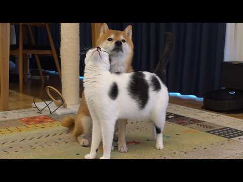 柴犬が悩みで苦しんでいると、可愛い現象が起きました サムネイル